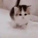 Կպչուն պիտակ