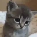 Կպչուն պիտակ