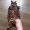 Կպչուն պիտակ