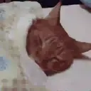 Կպչուն պիտակ