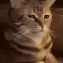 Կպչուն պիտակ