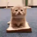 Կպչուն պիտակ