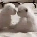 Կպչուն պիտակ