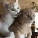 Կպչուն պիտակ