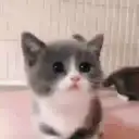 Կպչուն պիտակ