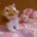 Կպչուն պիտակ