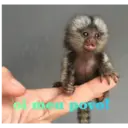 स्टिकर