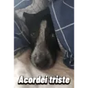 Çıkartma