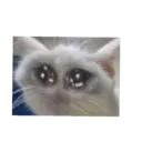 贴纸
