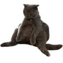 ਸਟਿਕਰ