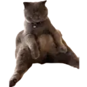 ਸਟਿਕਰ