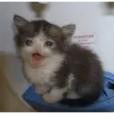 ملصق