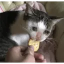 స్టికర్