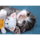 స్టికర్