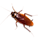 Pelekat