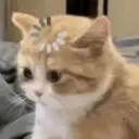 Stika