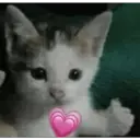 Stika