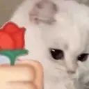 Stika