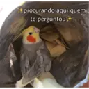 Figurinha