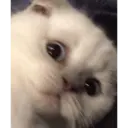 Límmiði