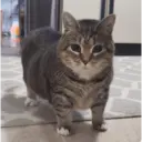 ស្ទីកเกอร์