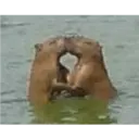 Ngjitës