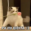 Stika