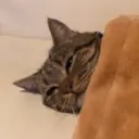 Stika