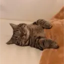 Stika