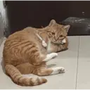 Stika