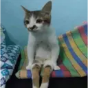 Stika