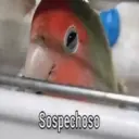 ملصق