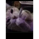 Կպչուն պիտակ