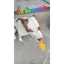 สติกเกอร์