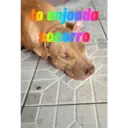 สติกเกอร์