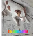 Stika