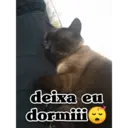 Stika