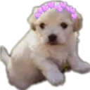 Figurinha