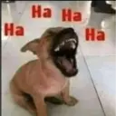 Pelekat