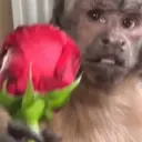 ملصق