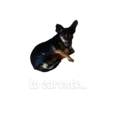 Límmiði