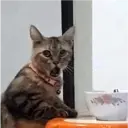 Figurinha