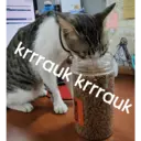 ステッカー