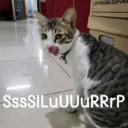 ステッカー