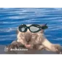 Límmiði