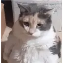 Figurinha