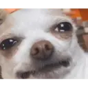 贴纸