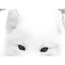 Stika