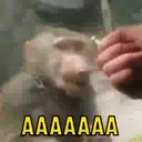 Կպչուն պիտակ