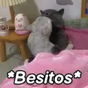 스티커